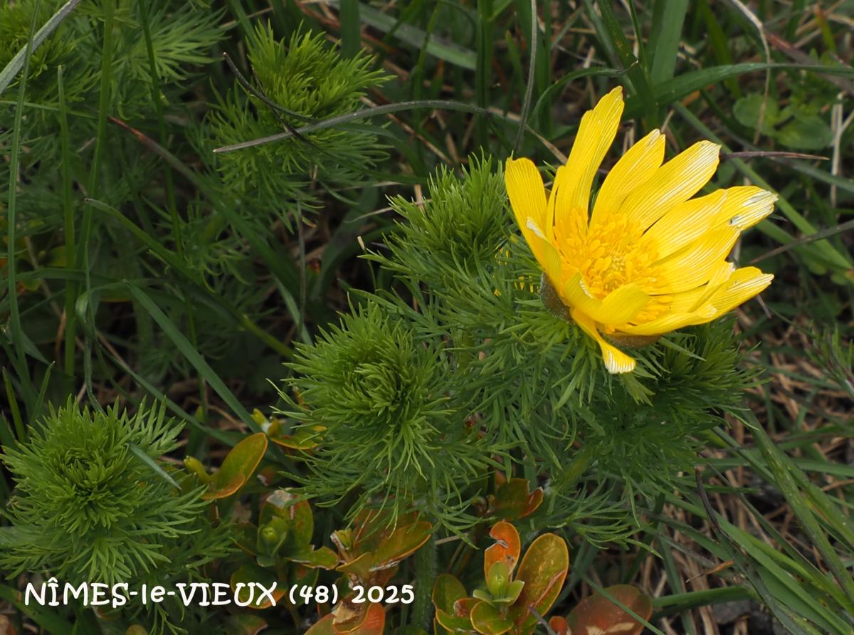 Adonis, Yellow